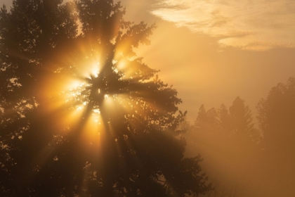 Picture of FOGGY SUNRISE, BLACKTAIL DEER PLATEAU, YELLOWSTONE NATIONAL PARK