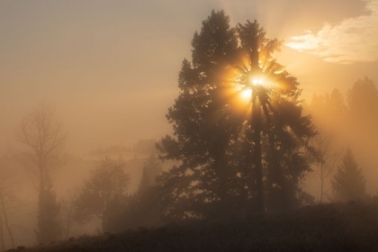 Picture of FOGGY SUNRISE, BLACKTAIL DEER PLATEAU, YELLOWSTONE NATIONAL PARK