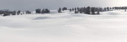 Picture of FRESH SNOW, BLACKTAIL DEER PLATEAU, YELLOWSTONE NATIONAL PARK