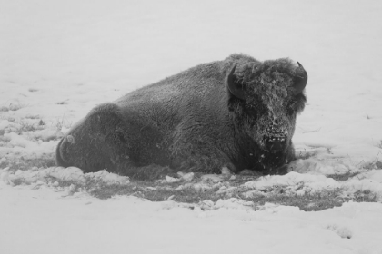 Picture of FROST-COVERED BISON NEAR ROARING MOUNTAIN, YELLOWSTONE NATIONAL PARK