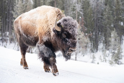 Picture of FROST-COVERED BISON NEAR FRYING PAN SPRING, YELLOWSTONE NATIONAL PARK