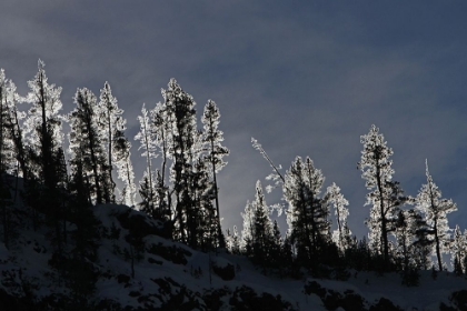 Picture of FROSTED TREES IN GIBBON CANYON, YELLOWSTONE NATIONAL PARK