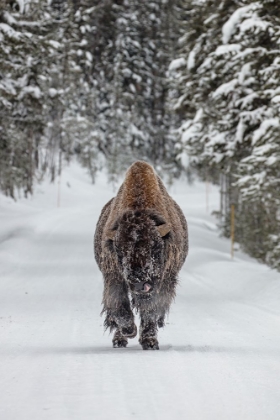 Picture of FROSTY BULL BISON NEAR FISHING BRIDGE, YELLOWSTONE NATIONAL PARK