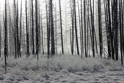 Picture of FROSTY MORNING IN THE LOWER GEYSER BASIN, YELLOWSTONE NATIONAL PARK