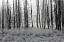 Picture of FROSTY MORNING IN THE LOWER GEYSER BASIN, YELLOWSTONE NATIONAL PARK