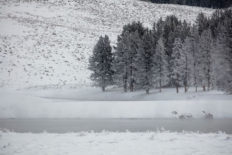 Picture of FROSTY TREES IN HAYDEN VALLEY, YELLOWSTONE NATIONAL PARK