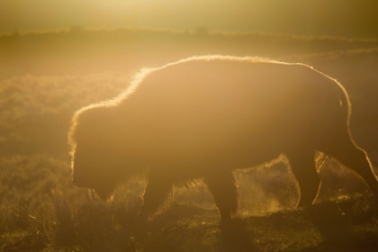 Picture of GOLDEN HOUR IN LAMAR VALLEY, YELLOWSTONE NATIONAL PARK