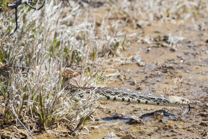 Picture of GOPHER SNAKE, MAMMOTH HOT SPRINGS, YELLOWSTONE NATIONAL PARK