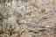 Picture of GOPHER SNAKE, MAMMOTH HOT SPRINGS, YELLOWSTONE NATIONAL PARK
