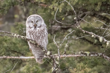 Picture of GREAT GRAY OWL, YELLOWSTONE NATIONAL PARK