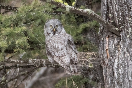 Picture of GREAT GRAY OWL, YELLOWSTONE NATIONAL PARK