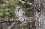 Picture of GREAT GRAY OWL, YELLOWSTONE NATIONAL PARK