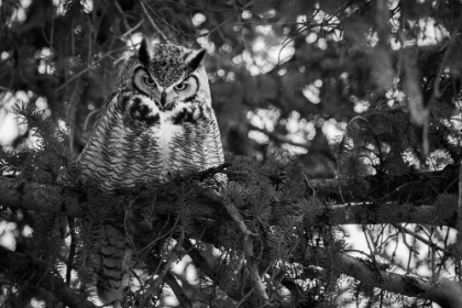 Picture of GREAT HORNED OWL AT MAMMOTH, YELLOWSTONE NATIONAL PARK