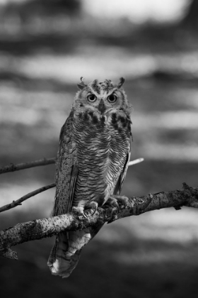 Picture of GREAT HORNED OWL, YELLOWSTONE NATIONAL PARK