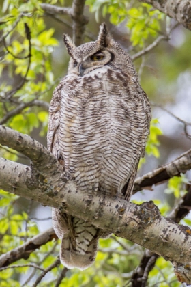 Picture of GREAT HORNED OWL IN MAMMOTH HOT SPRINGS, YELLOWSTONE NATIONAL PARK