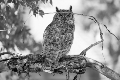 Picture of GREAT HORNED OWL IN FORT YELLOWSTONE, YELLOWSTONE NATIONAL PARK