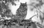 Picture of GREAT HORNED OWL IN FORT YELLOWSTONE, YELLOWSTONE NATIONAL PARK