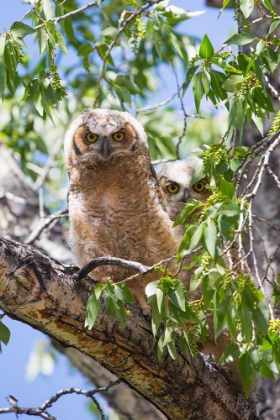 Picture of GREAT HORNED OWLETS, MAMMOTH HOT SPRINGS, YELLOWSTONE NATIONAL PARK