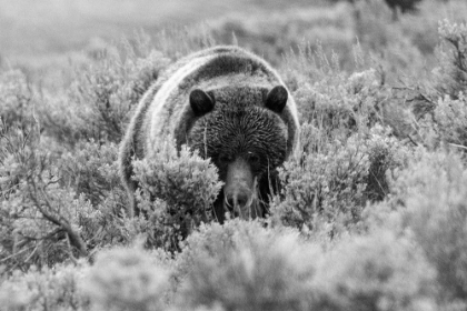 Picture of GRIZZLY BEAR AT SODA BUTTE CREEK, YELLOWSTONE NATIONAL PARK