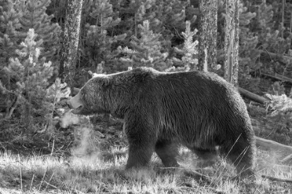 Picture of GRIZZLY BEAR, YELLOWSTONE NATIONAL PARK