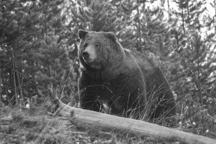 Picture of GRIZZLY BEAR, YELLOWSTONE NATIONAL PARK