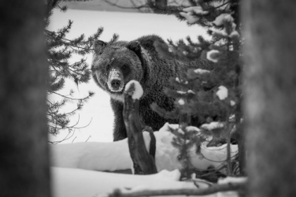 Picture of GRIZZLY BEAR NEAR CANYON, YELLOWSTONE NATIONAL PARK