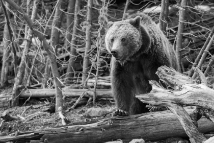 Picture of GRIZZLY BEAR NEAR FRYING PAN SPRING, YELLOWSTONE NATIONAL PARK