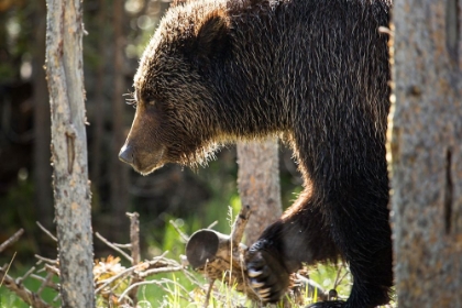 Picture of GRIZZLY BEAR NEAR SWAN LAKE, YELLOWSTONE NATIONAL PARK