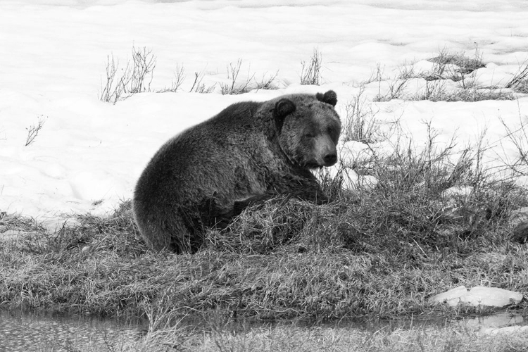 Picture of GRIZZLY BEAR AT BLACKTAIL POND, YELLOWSTONE NATIONAL PARK