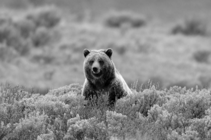Picture of GRIZZLY BEAR ON SWAN LAKE FLATS, YELLOWSTONE NATIONAL PARK
