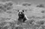 Picture of GRIZZLY BEAR ON SWAN LAKE FLATS, YELLOWSTONE NATIONAL PARK