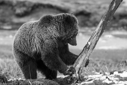 Picture of GRIZZLY BEAR NEAR OBSIDIAN CREEK, YELLOWSTONE NATIONAL PARK