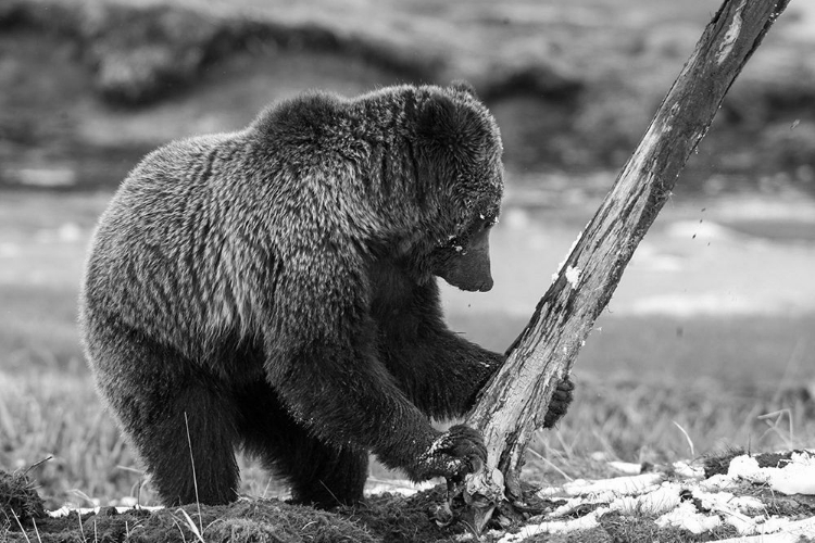 Picture of GRIZZLY BEAR NEAR OBSIDIAN CREEK, YELLOWSTONE NATIONAL PARK