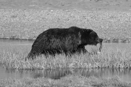 Picture of GRIZZLY BEAR AT YELLOWSTONE LAKE, YELLOWSTONE NATIONAL PARK