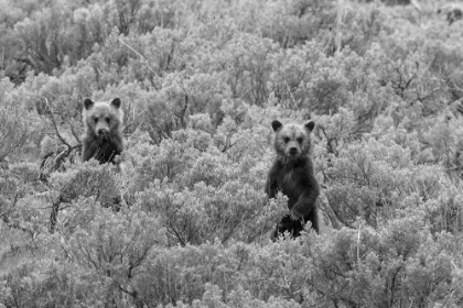 Picture of GRIZZLY CUBS, YELLOWSTONE NATIONAL PARK