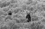 Picture of GRIZZLY CUBS, YELLOWSTONE NATIONAL PARK