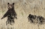 Picture of GRIZZLY CUBS NEAR FISHING BRIDGE, YELLOWSTONE NATIONAL PARK