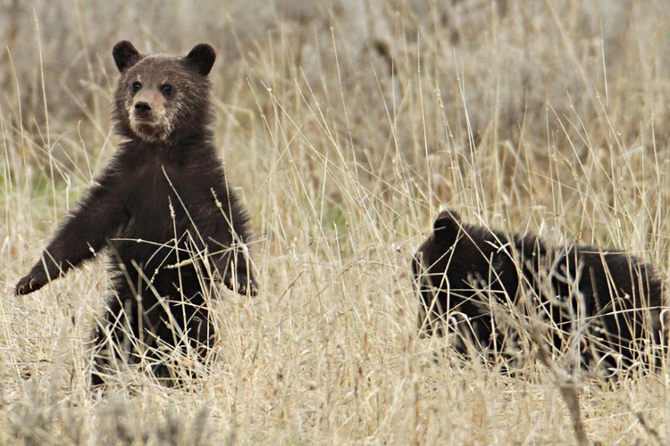 Picture of GRIZZLY CUBS NEAR FISHING BRIDGE, YELLOWSTONE NATIONAL PARK