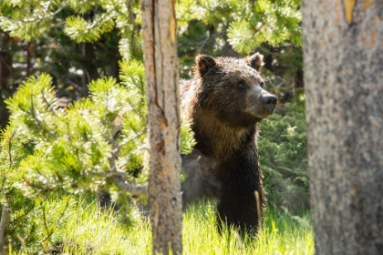 Picture of GRIZZLY NEAR SWAN LAKE, YELLOWSTONE NATIONAL PARK