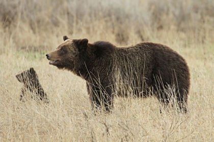 Picture of GRIZZLY SOW AND CUB NEAR FISHING BRIDGE, YELLOWSTONE NATIONAL PARK