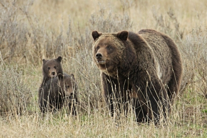 Picture of GRIZZLY SOW AND CUBS NEAR FISHING BRIDGE, YELLOWSTONE NATIONAL PARK