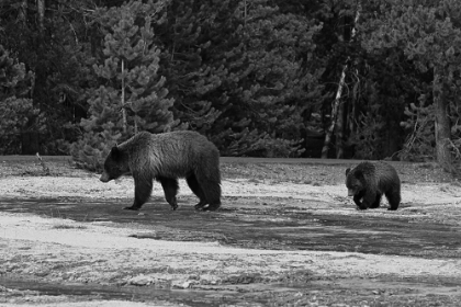 Picture of GRIZZLY SOW AND YEARLING NEAR DAISY GEYSER, YELLOWSTONE NATIONAL PARK