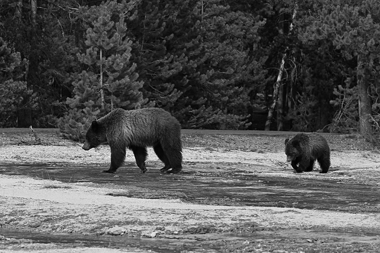Picture of GRIZZLY SOW AND YEARLING NEAR DAISY GEYSER, YELLOWSTONE NATIONAL PARK