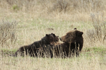 Picture of GRIZZLY SOW NURSING CUBS NEAR FISHING BRIDGE, YELLOWSTONE NATIONAL PARK