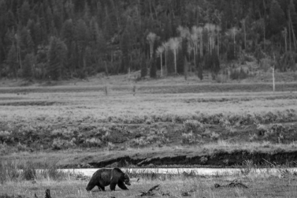 Picture of GRIZZLY, LAMAR VALLEY, YELLOWSTONE NATIONAL PARK