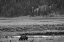 Picture of GRIZZLY, LAMAR VALLEY, YELLOWSTONE NATIONAL PARK