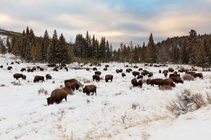 Picture of BISON NEAR WRAITH FALLS TRAILHEAD, YELLOWSTONE NATIONAL PARK
