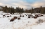 Picture of BISON NEAR WRAITH FALLS TRAILHEAD, YELLOWSTONE NATIONAL PARK