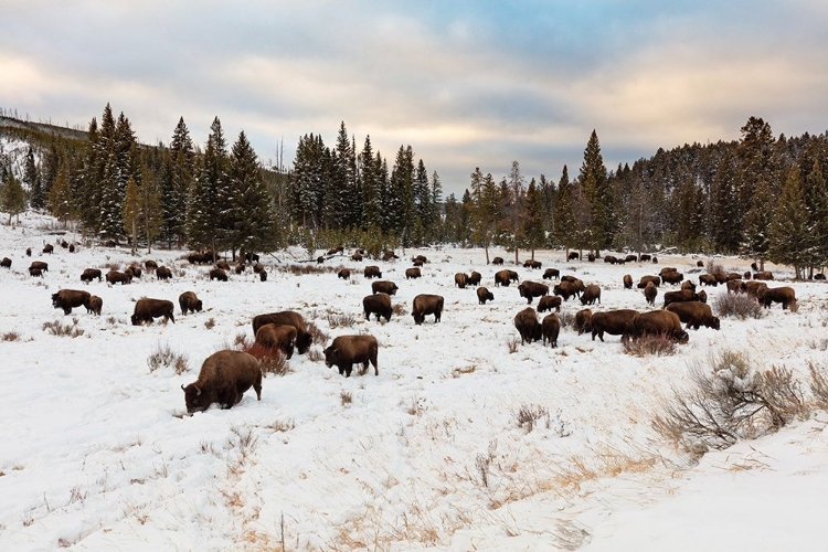 Picture of BISON NEAR WRAITH FALLS TRAILHEAD, YELLOWSTONE NATIONAL PARK