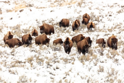 Picture of BISON NEAR BLACKTAIL PONDS, YELLOWSTONE NATIONAL PARK